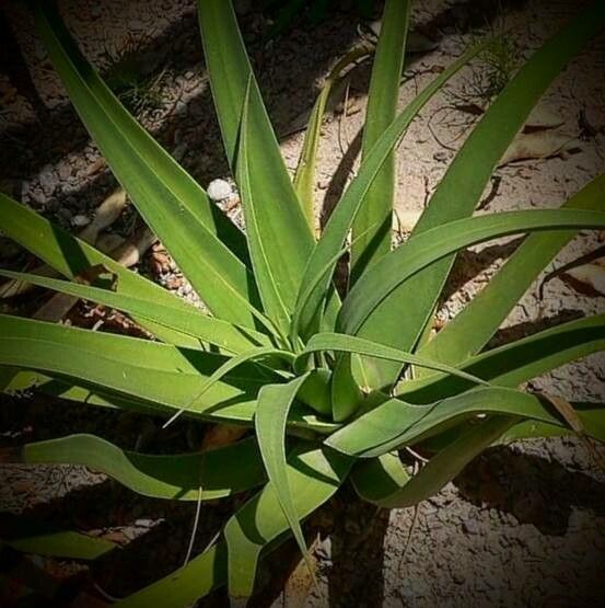Agave bracteosa leaf