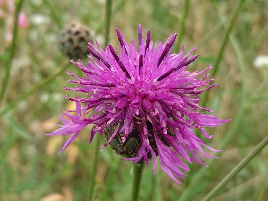 Centaurea scabiosa flower