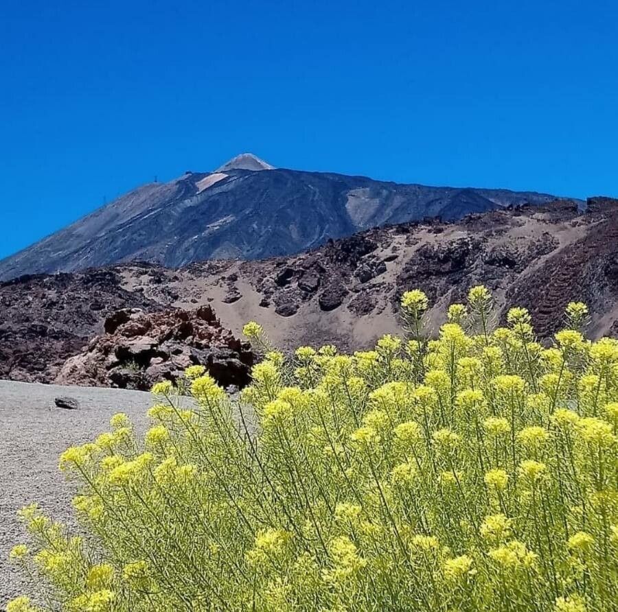 Descurainia bourgaeana flower