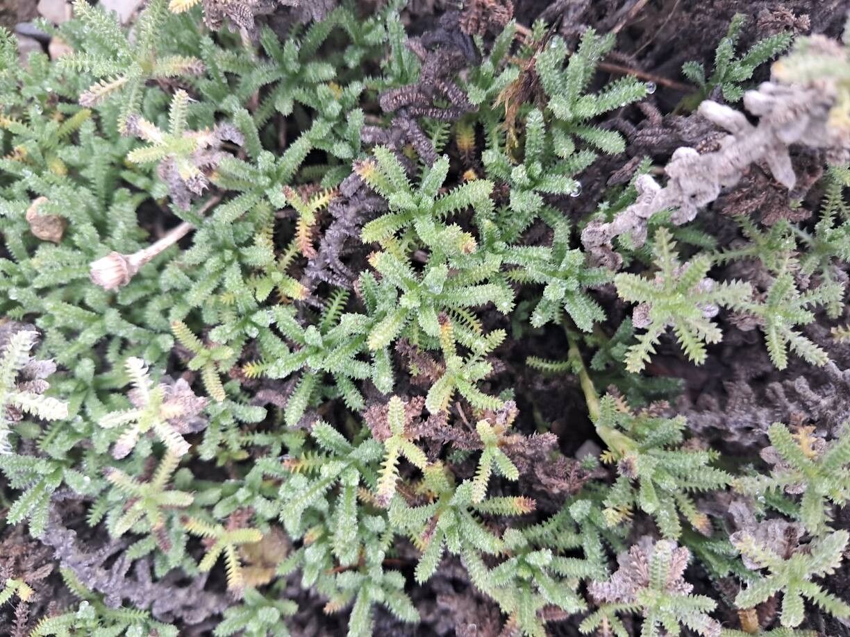Achillea sipikorensis — search result for 'Achillea'