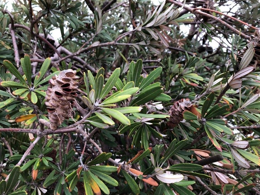 Banksia marginata — search result for 'Eucalyptus'