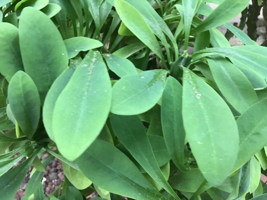 Euphorbia neriifolia — search result for 'Euphorbia'