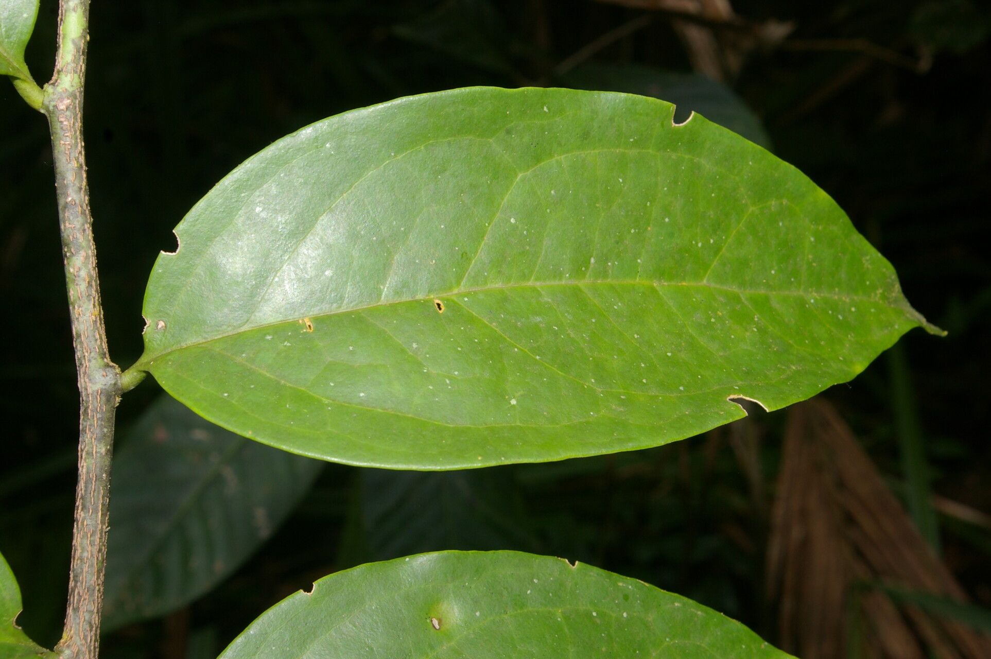 Schoepfia macrophylla — related species from the same genus