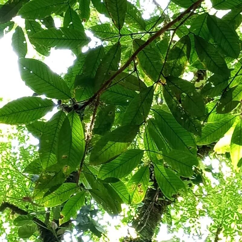 Plinia guanacastensis — related species from the same genus