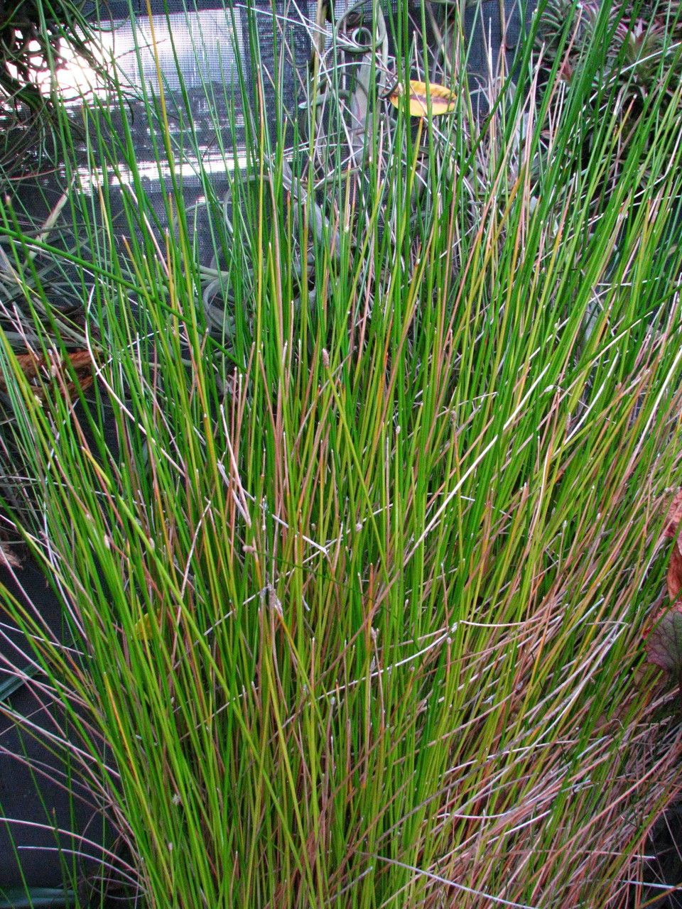Eleocharis erythropoda habit