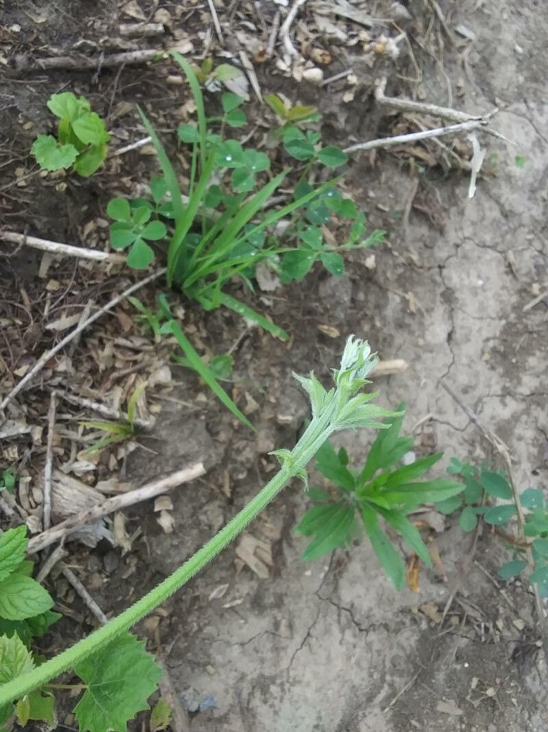 Hydrastis canadensis flower