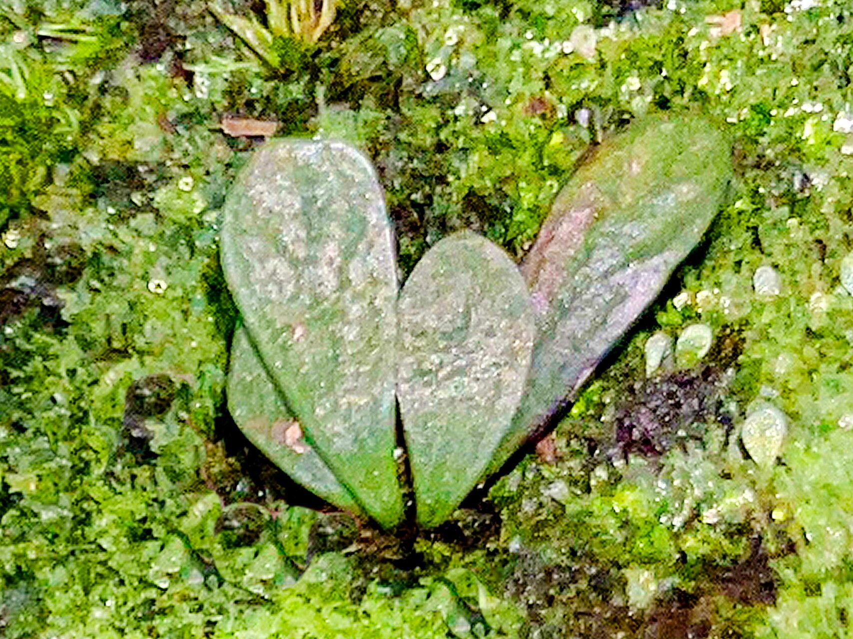 Haplopteris heterophylla — houseplant care guide