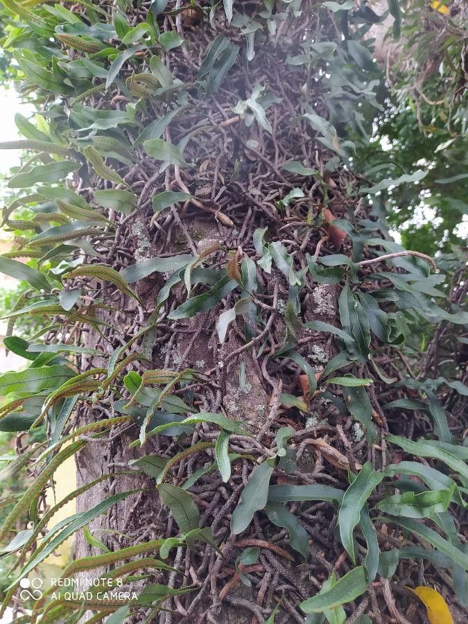 Microgramma squamulosa habit