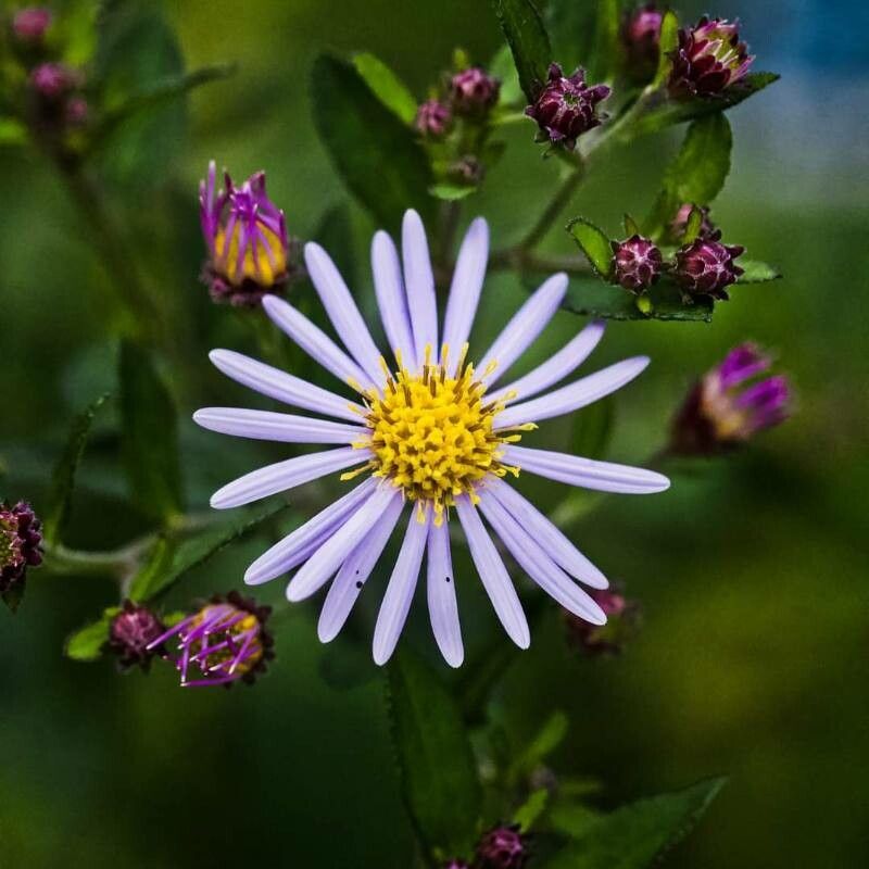 Doellingeria ledophylla — related species from the same genus