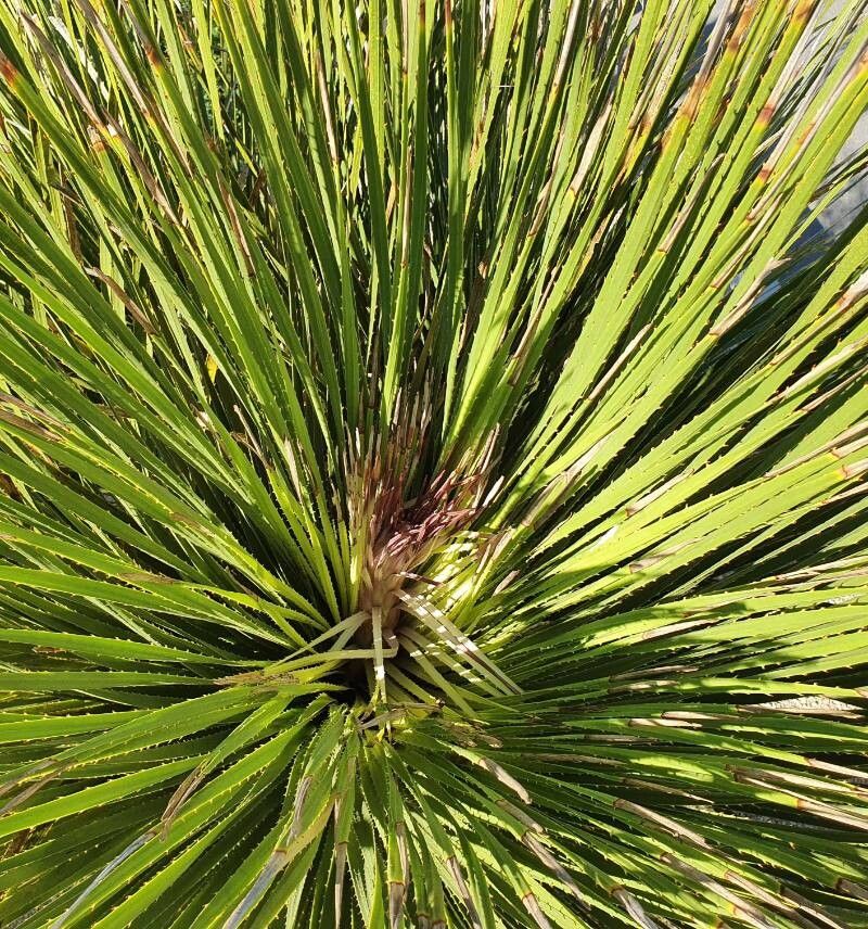 Dasylirion miquihuanense habit