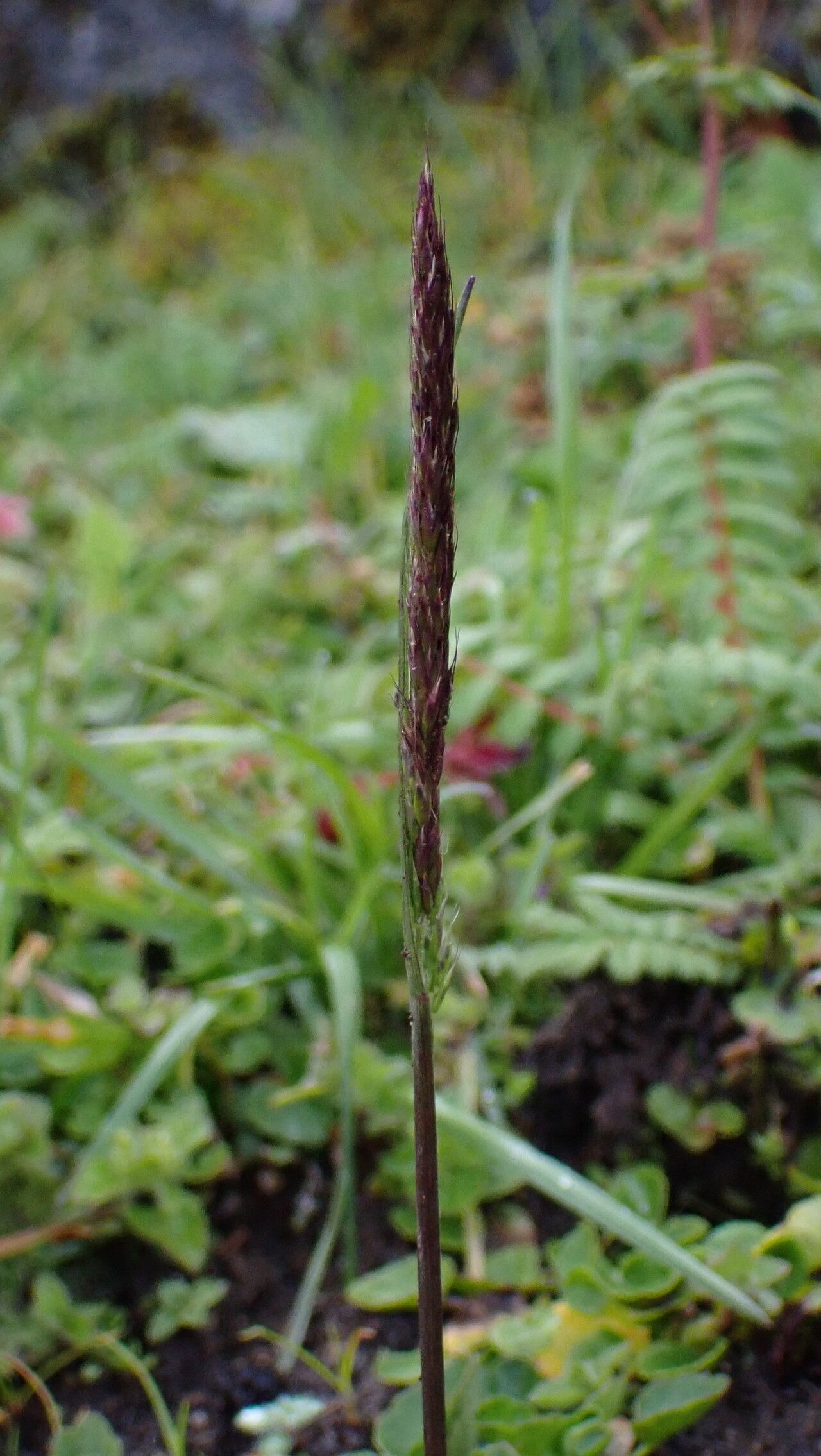 Koeleria spicata — search result for 'Koeleria'