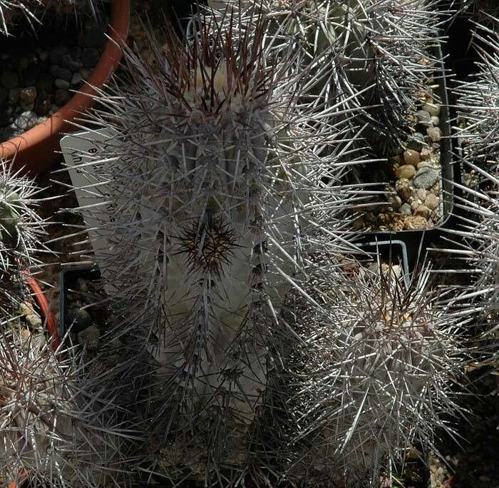 Copiapoa fiedleriana — houseplant care guide