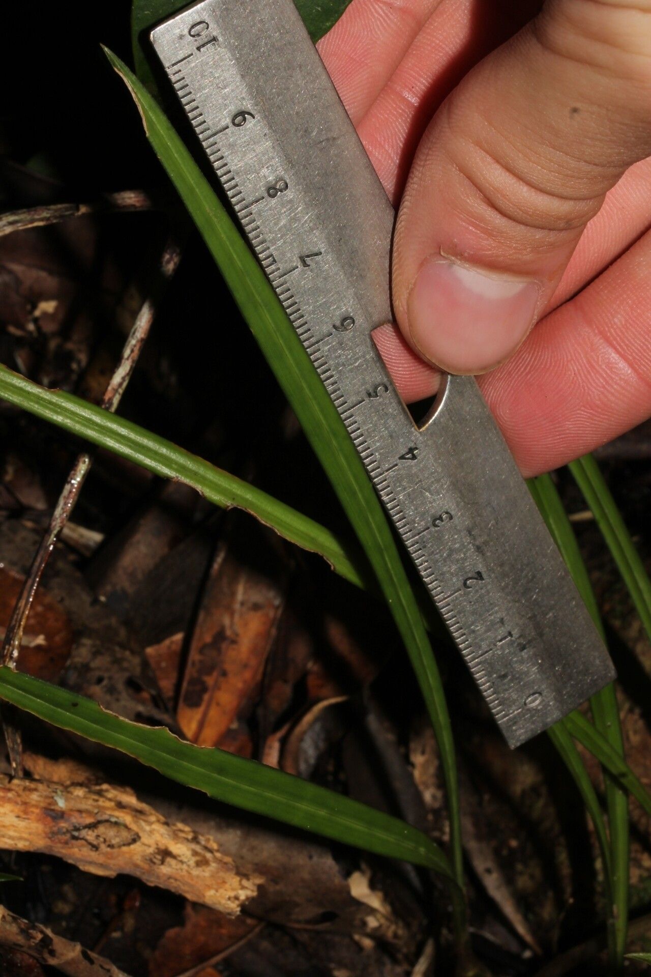 Eulophia sclerophylla — houseplant care guide