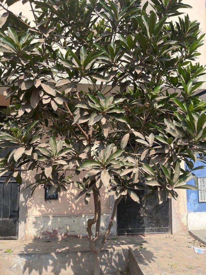 Pouteria lucuma leaf