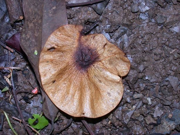Pterocarpus hayesii fruit