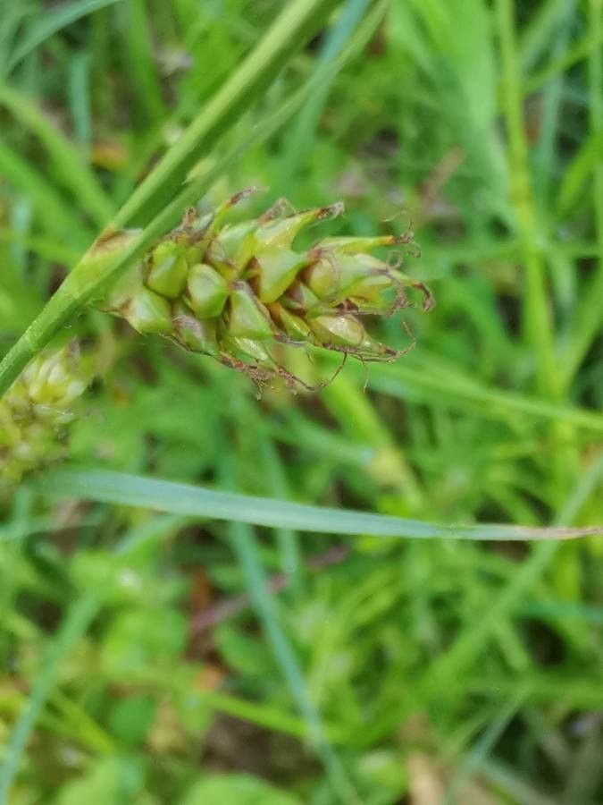 Carex hostiana flower