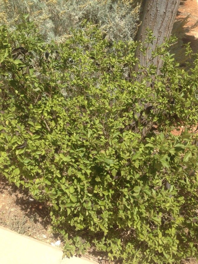 Salvia ballotiflora — search result for 'Salvia'