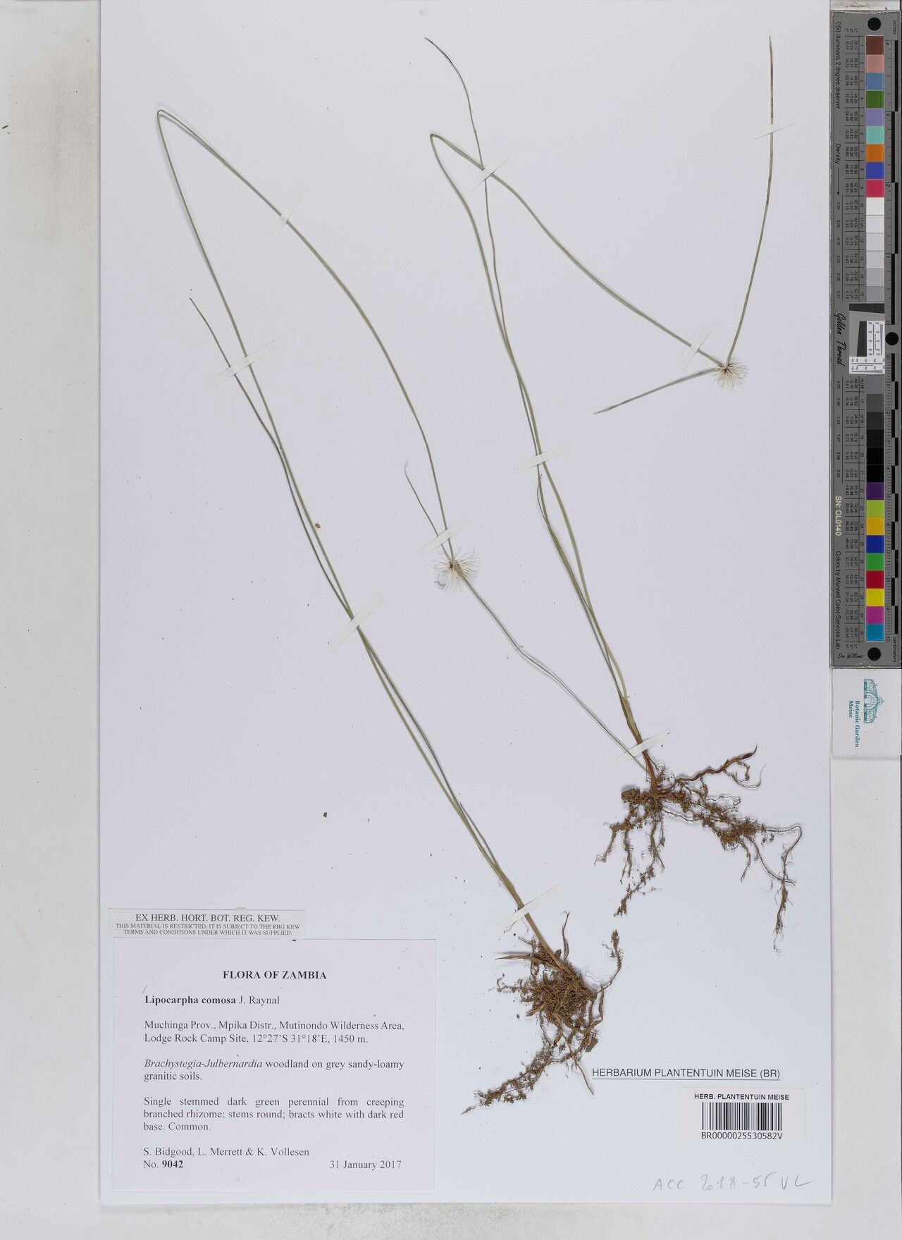 Cyperus lipocomosus — houseplant care guide