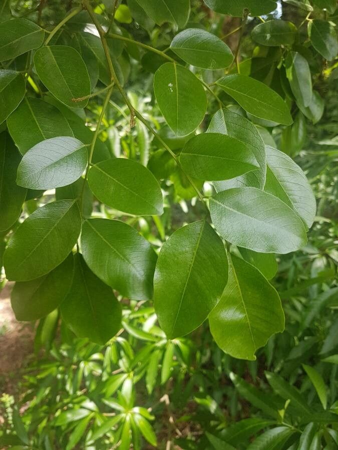 Pterocarpus rohrii — search result for 'Pterocarpus'