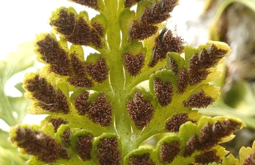 Asplenium adiantum-nigrum flower