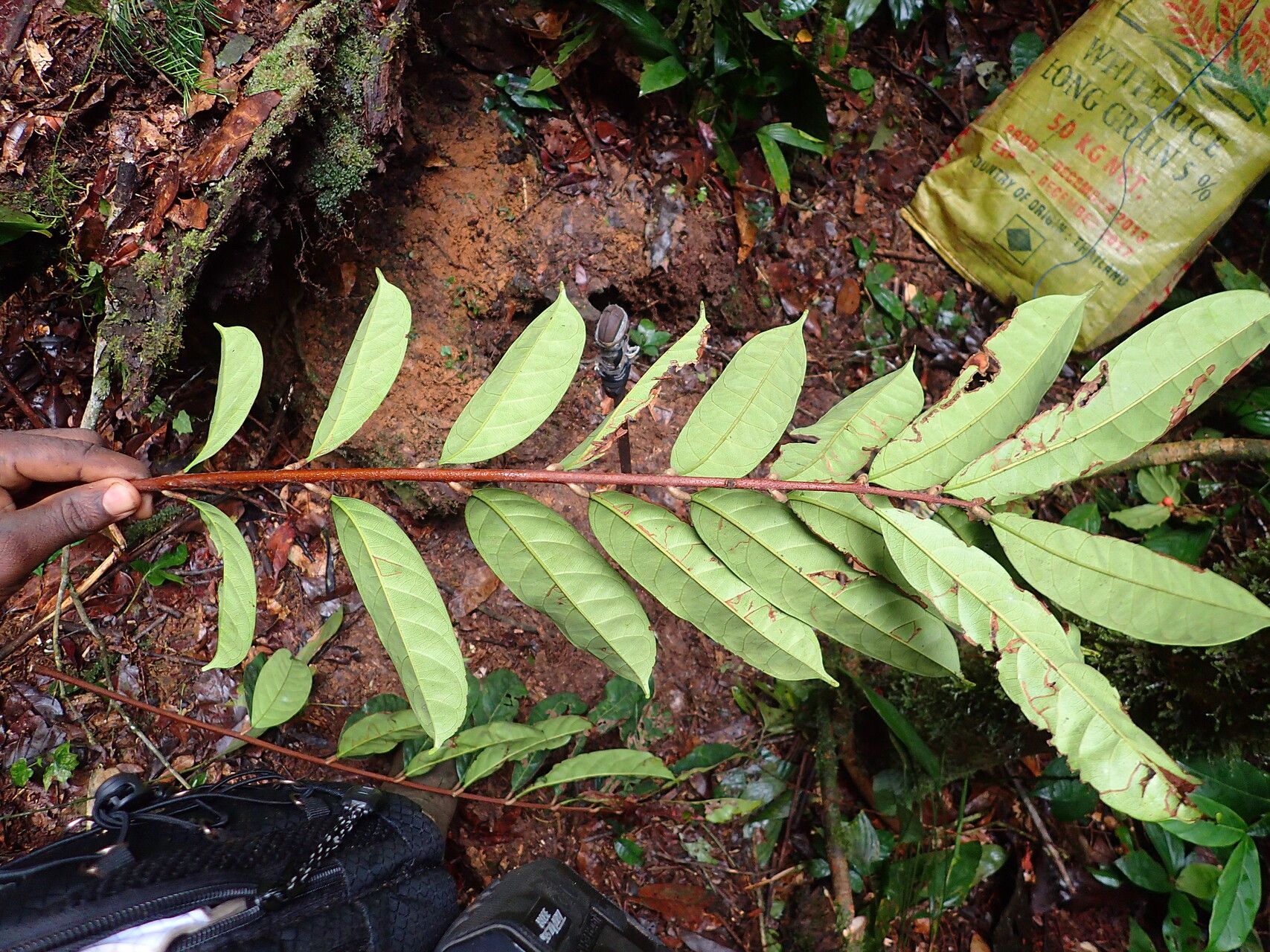 Carapa macrantha leaf