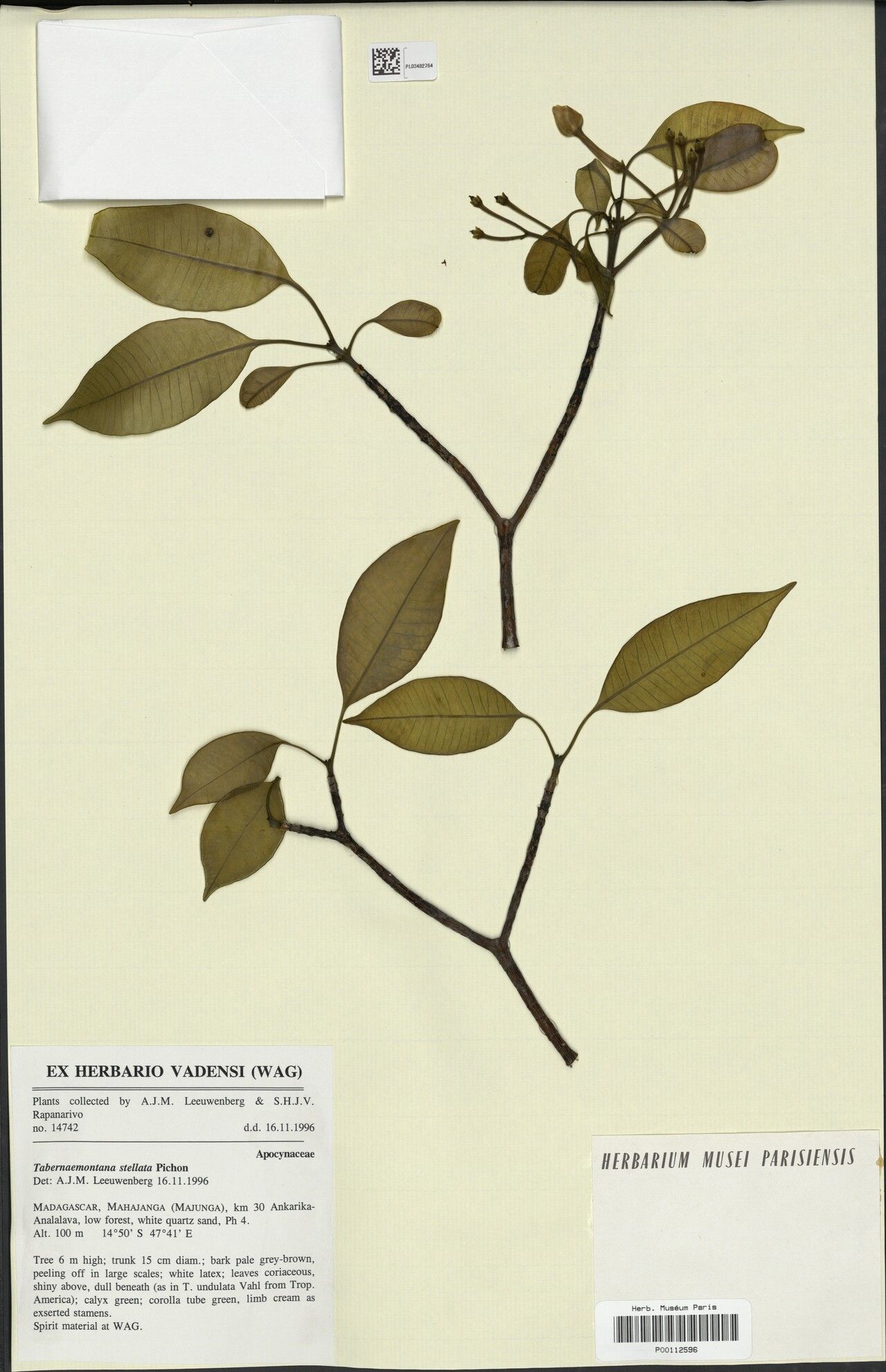 Tabernaemontana stellata — search result for 'Tabernaemontana'