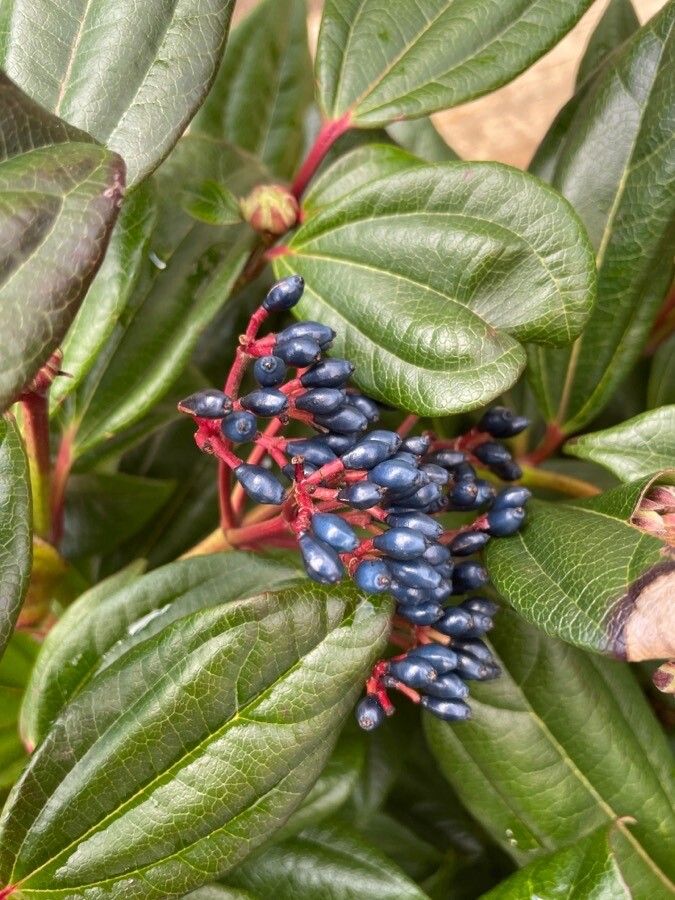 Viburnum davidii fruit