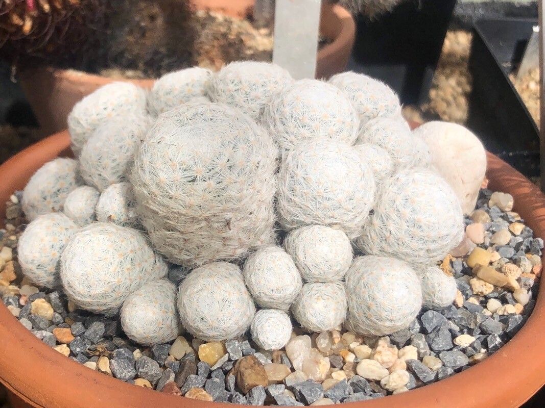 Mammillaria humboldtii — search result for 'Mammillaria'