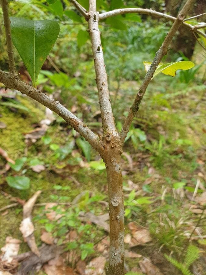 Picconia azorica bark