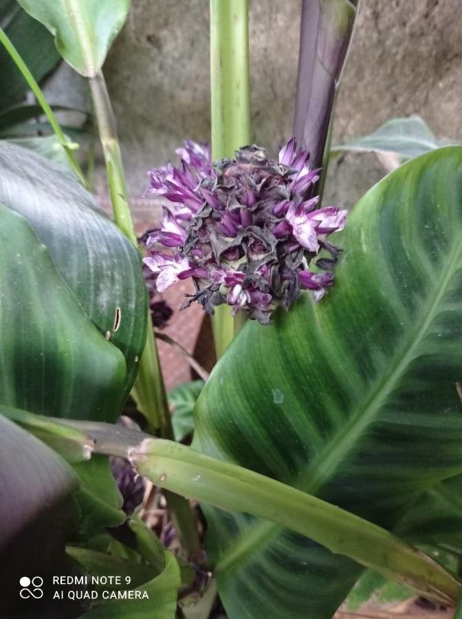 Calathea zebrina flower