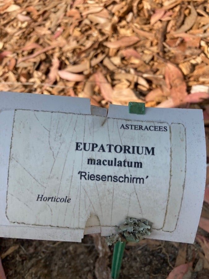 Eupatorium maculatum other