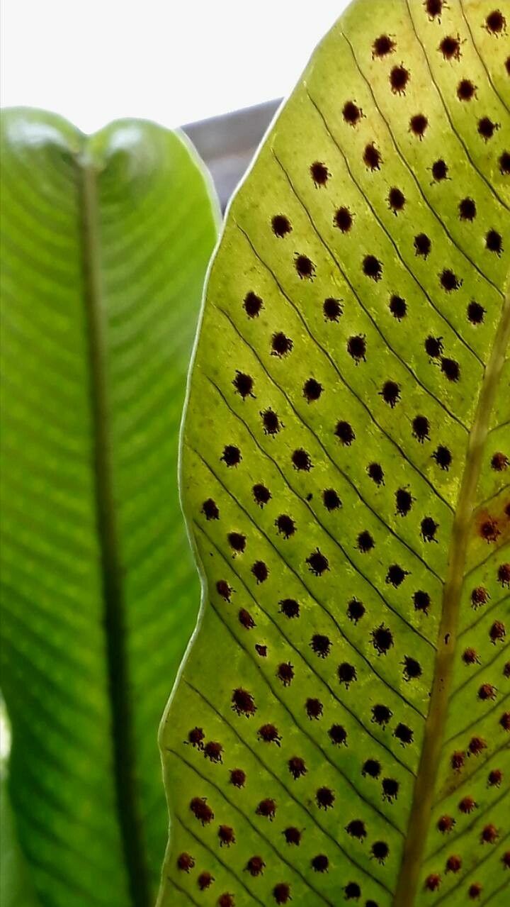 Niphidium crassifolium flower