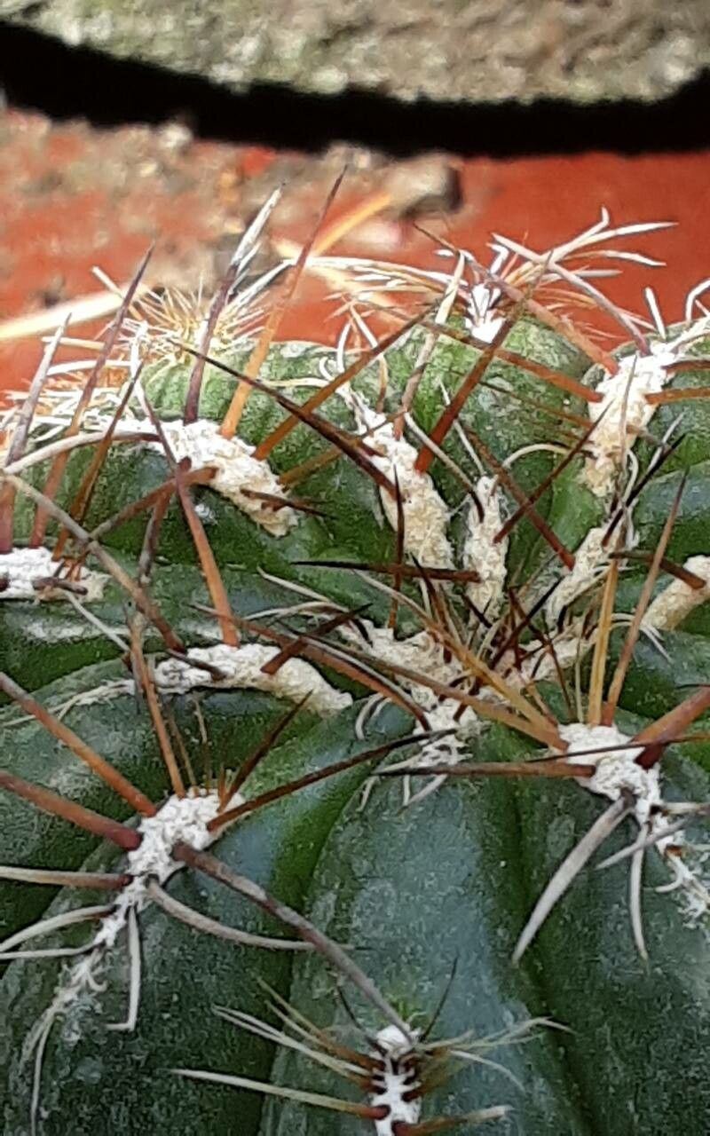 Matucana polzii flower