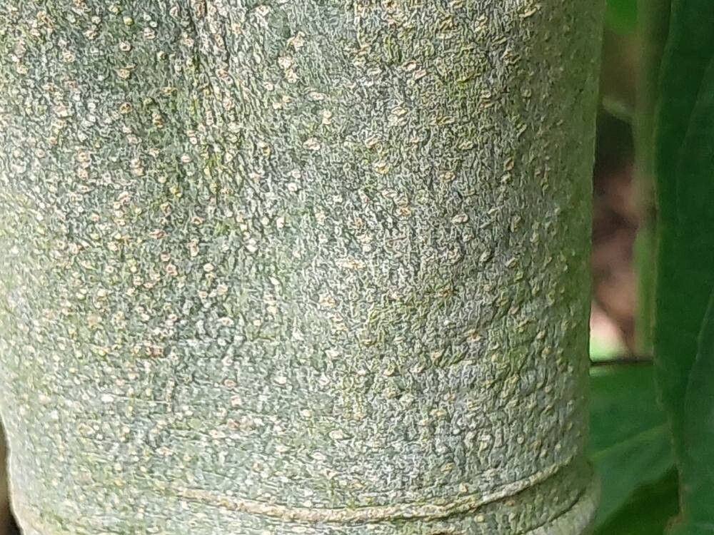 Cananga brandisiana bark