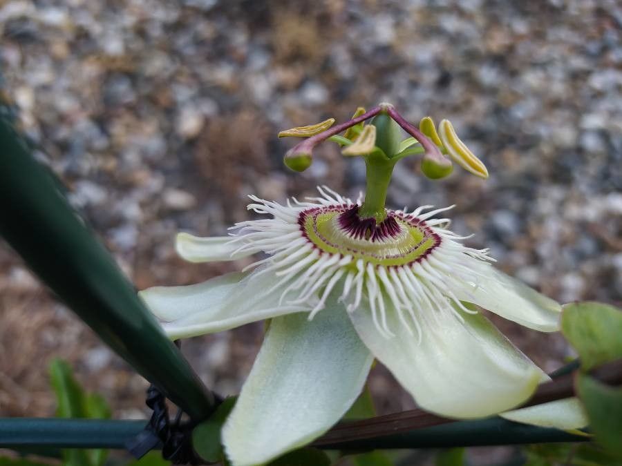 Passiflora morifolia flower