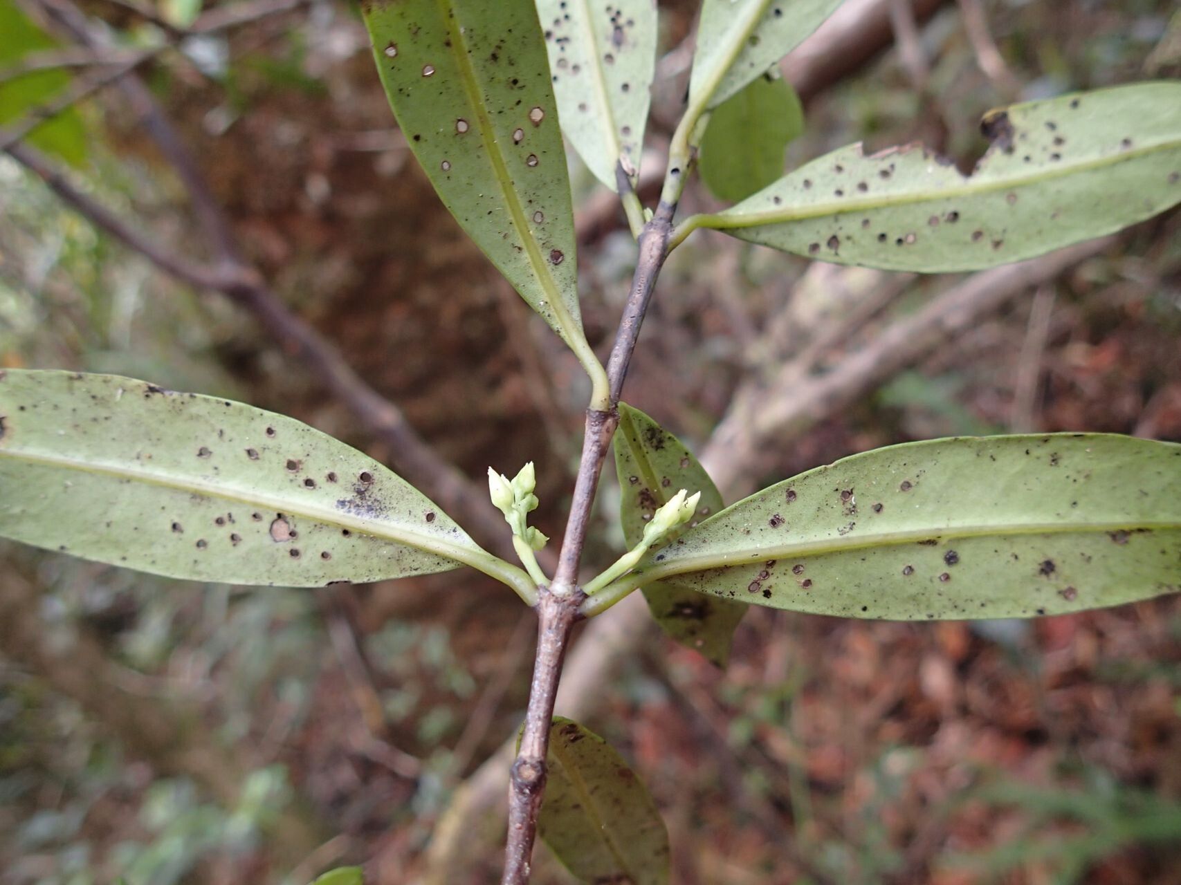 Geniostoma balansanum habit