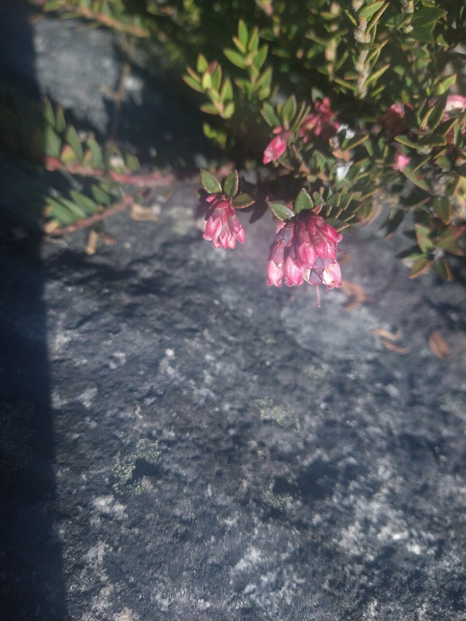 Vaccinium floribundum flower
