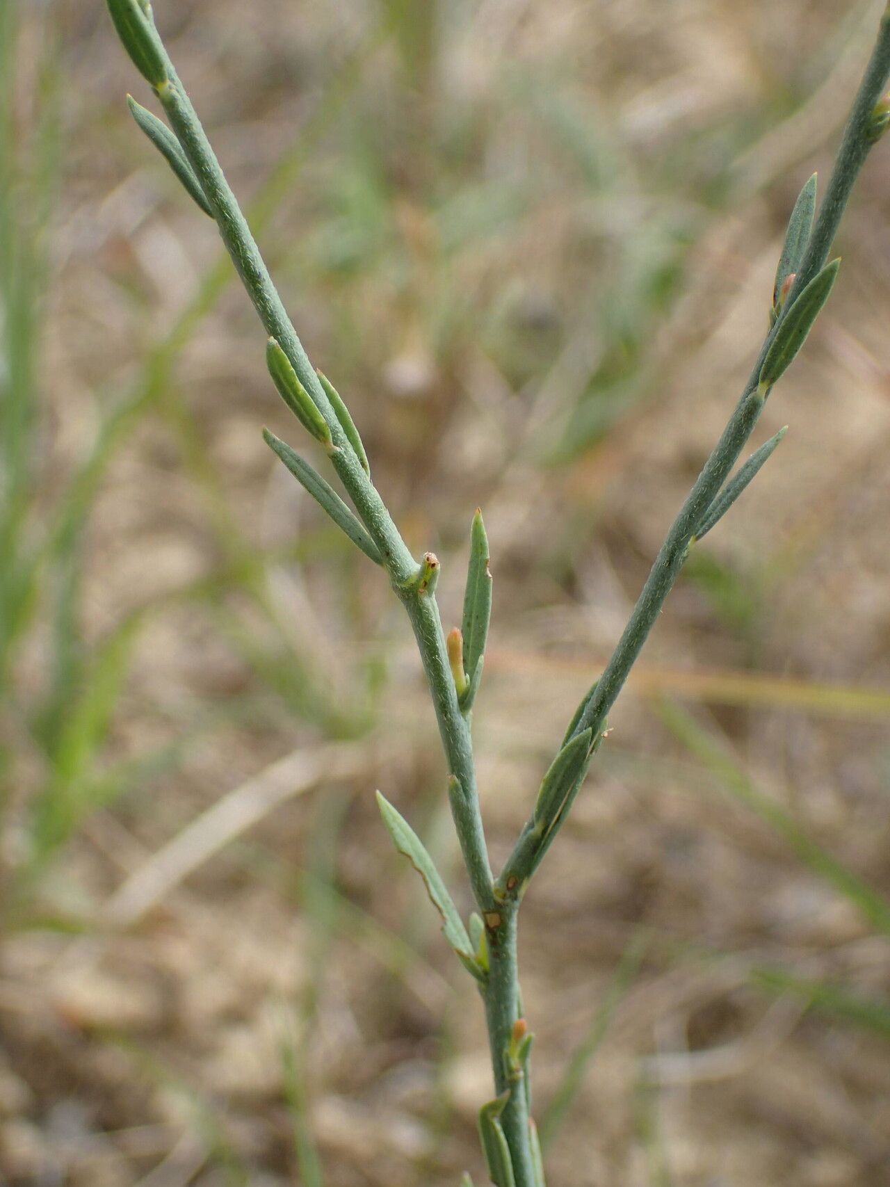 Thymelaea gussonei bark