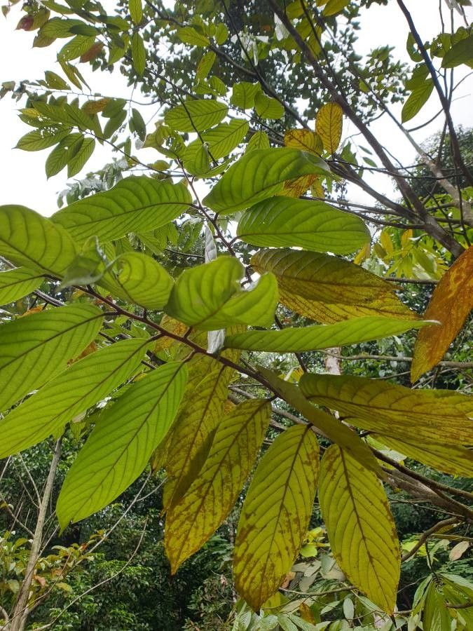Polyalthia stenopetala — related species from the same genus