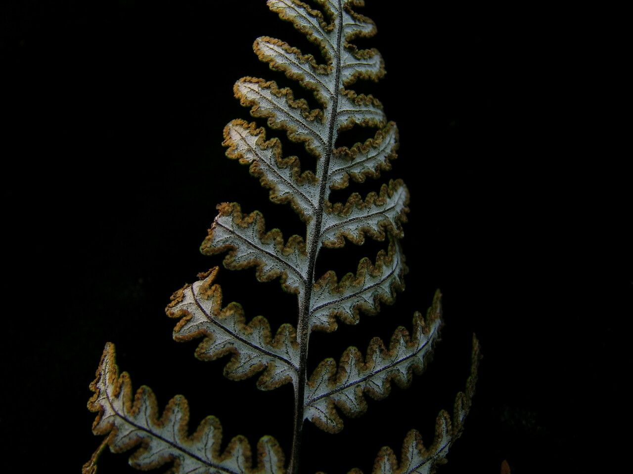 Hemionitis bicolor leaf