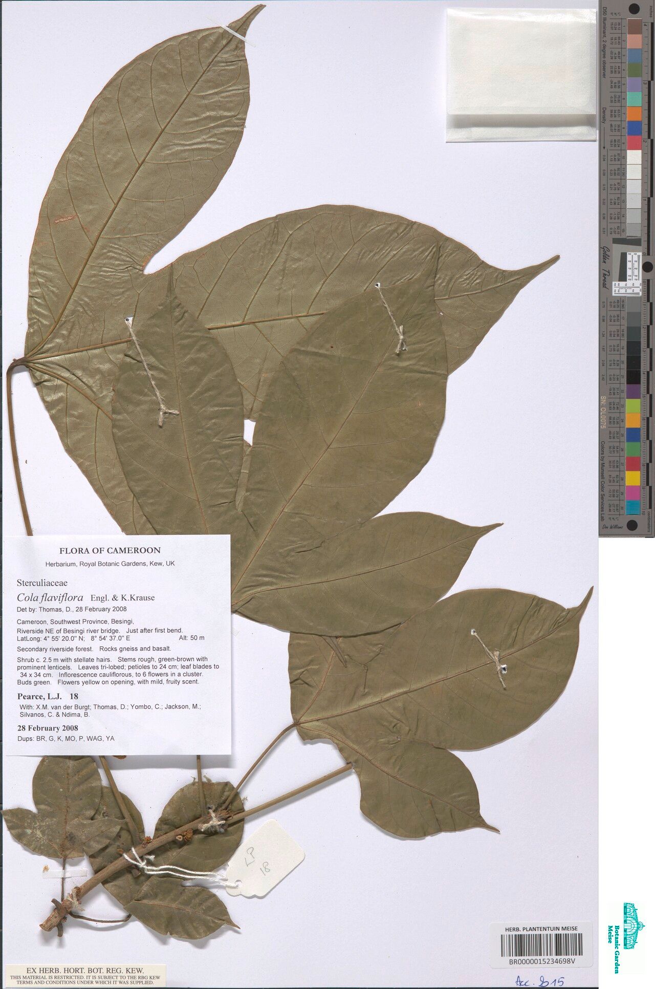 Cola flaviflora — houseplant care guide