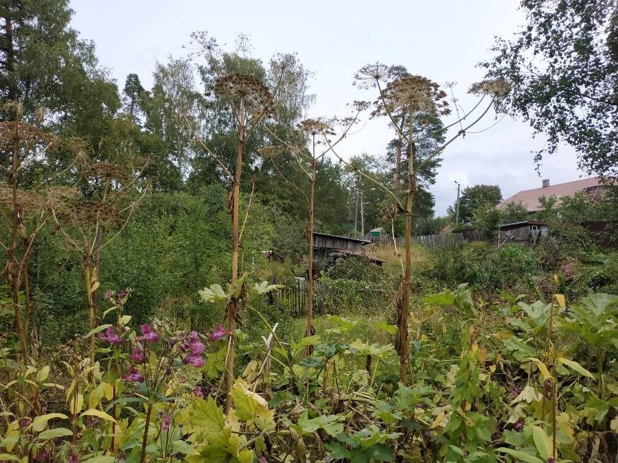 Heracleum sosnowskyi fruit