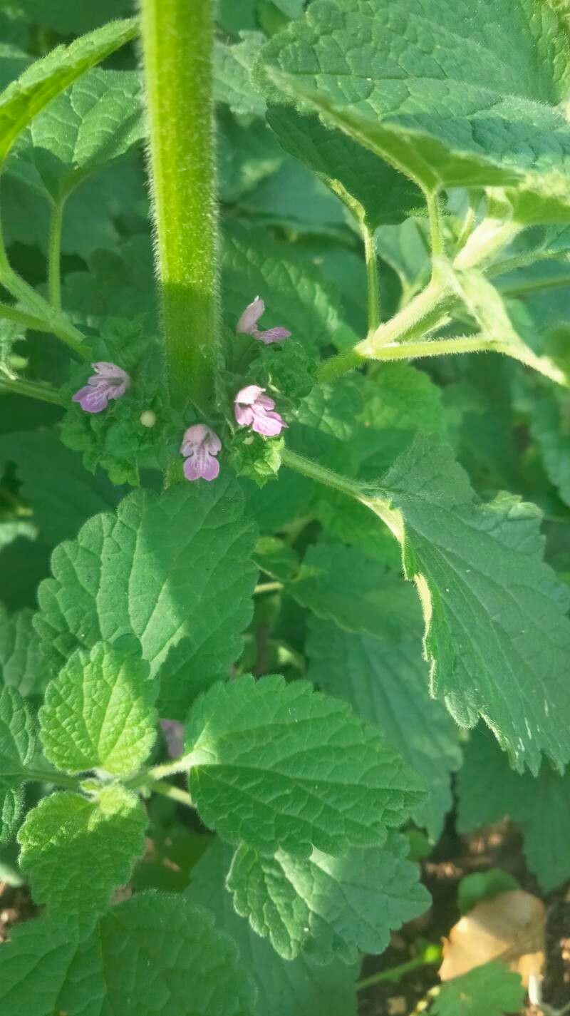 Urtica rupestris flower