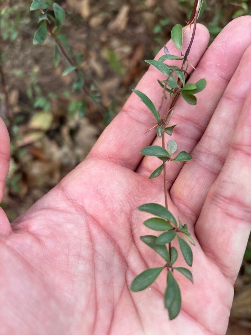 Berberis wilsoniae — search result for 'Berberidaceae'