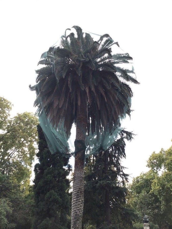 Phoenix canariensis leaf