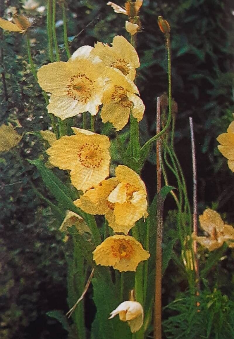 Meconopsis integrifolia — search result for 'Meconopsis'