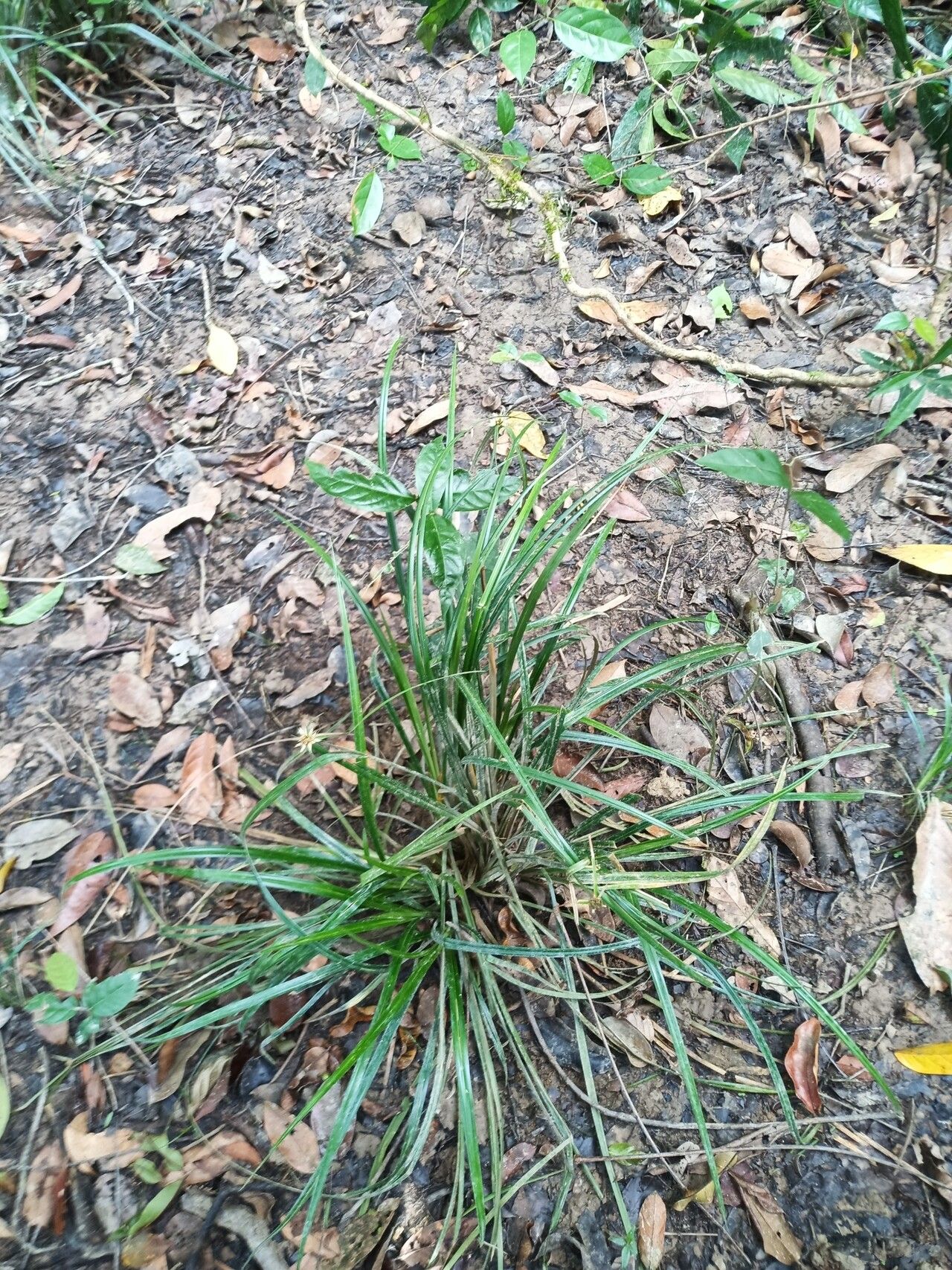 Rhynchospora amazonica — related species from the same genus