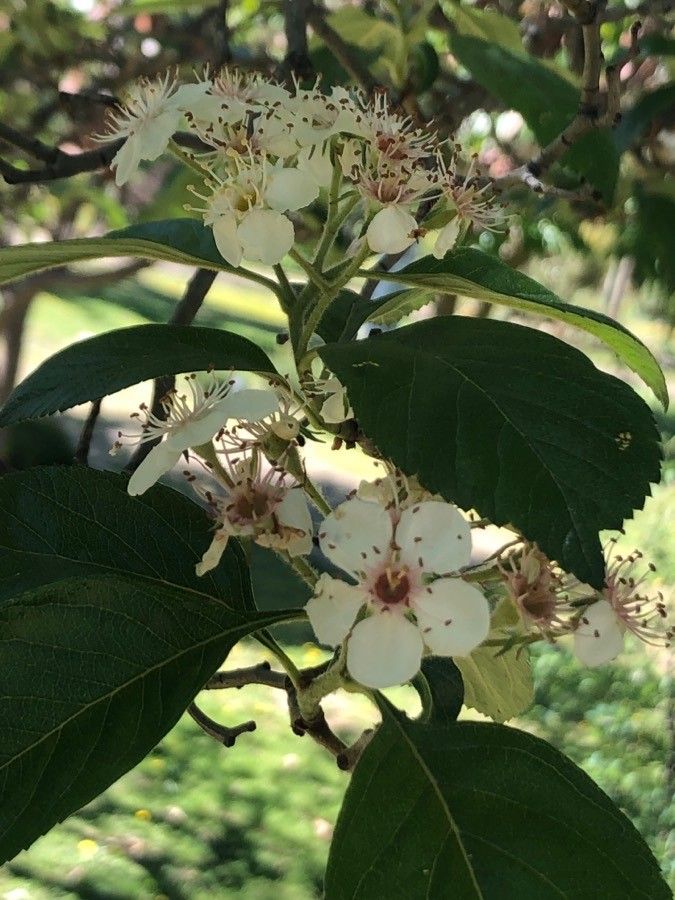 Crataegus × lavallei flower