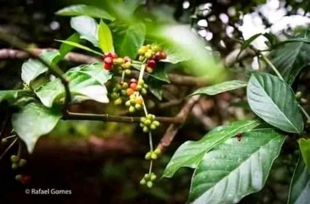 Psychotria viridis flower