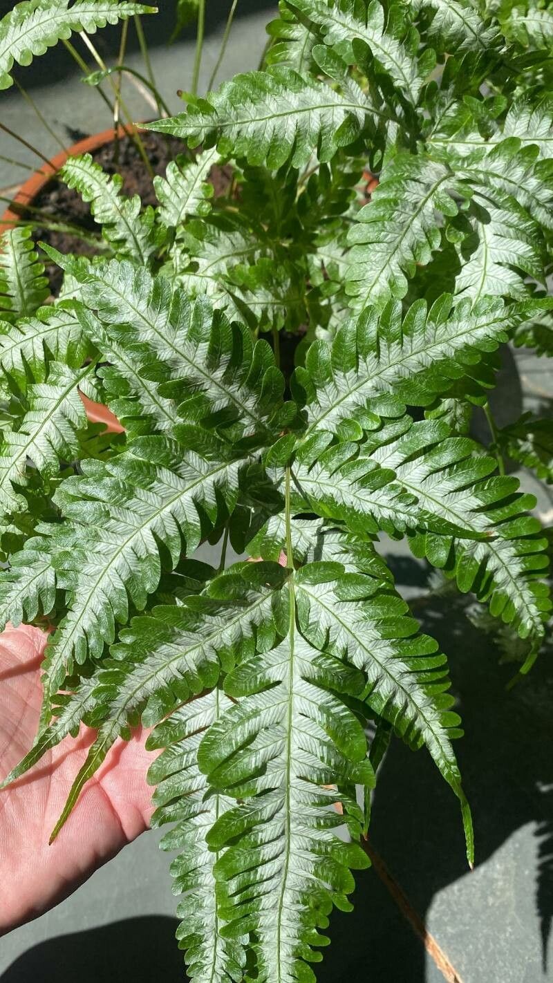 Pteris quadriaurita fruit